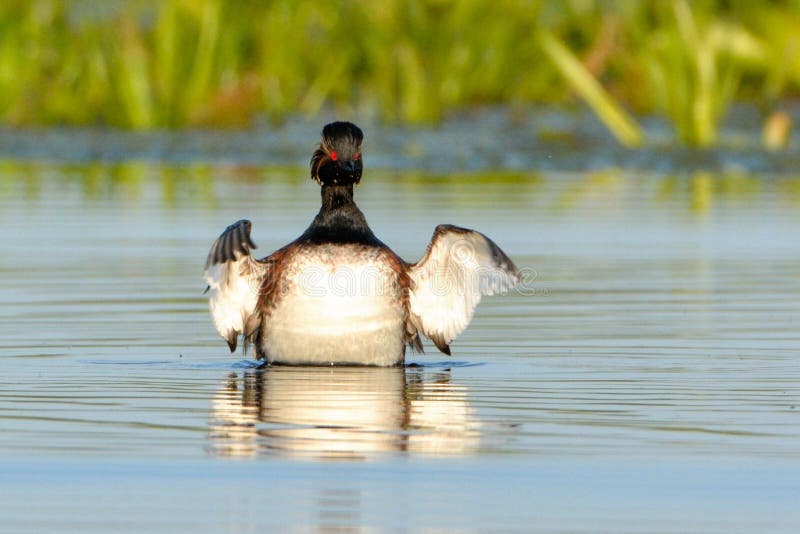 Het zwarte Necked Fuut Schudden royalty-vrije stock fotografie Het zwarte Necked Fuut Schudden royalty-vrije stock fotografie