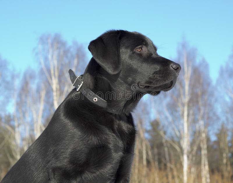 Het zwarte Puppy van de Labrador stock fotografie Het zwarte Puppy van de Labrador stock fotografie