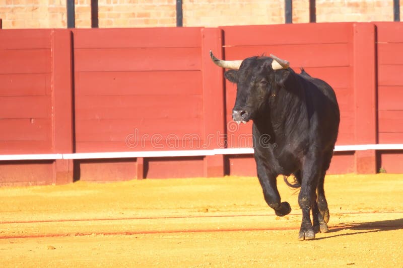 Black bull running and ready for bullfight. Black bull running and ready for bullfight.