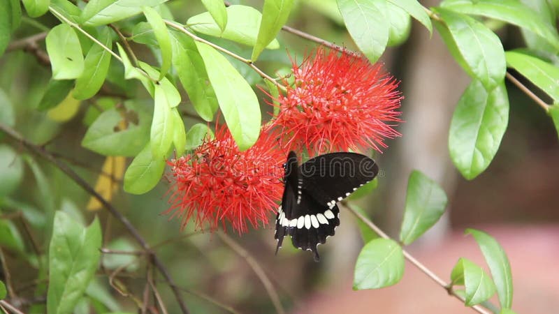 Het zwarte Vlinder Drinken op de Bloemen