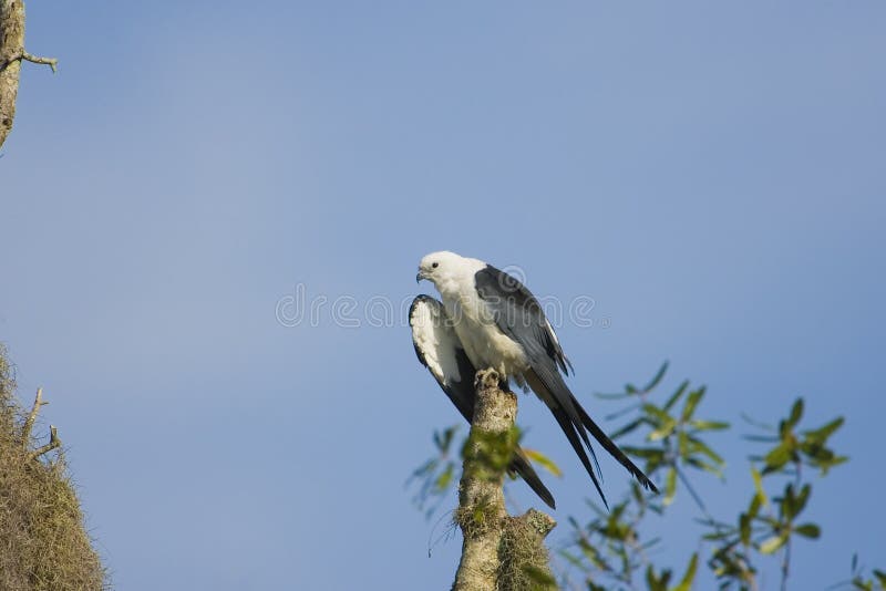 A Swallow-tailed Kite preening in the tree tops early one morning. A Swallow-tailed Kite preening in the tree tops early one morning