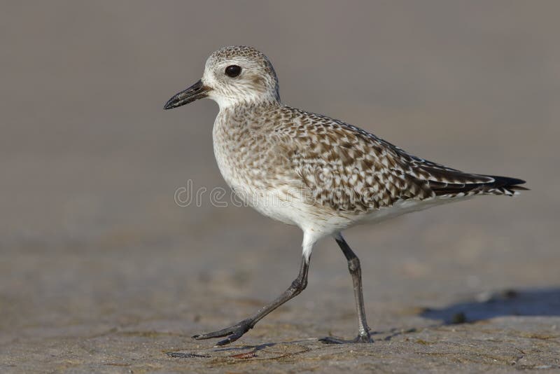 Hetdoen zwellen Plevier voederen op een strand van Florida royalty-vrije stock fotografie Hetdoen zwellen Plevier voederen op een strand van Florida royalty-vrije stock fotografie
