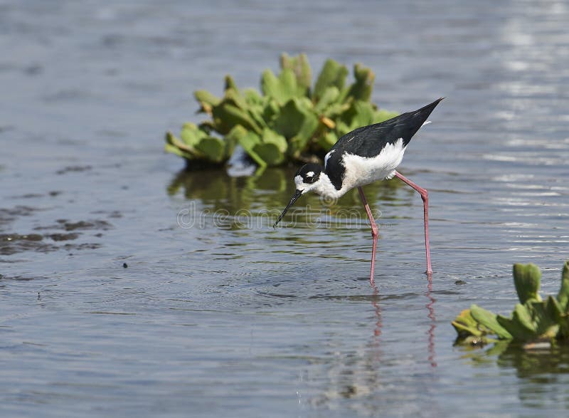 Hetnecked mexicanus van Stelthimantopus voederen op rand van Meer Chapala stock foto's Hetnecked mexicanus van Stelthimantopus voederen op rand van Meer Chapala stock foto's