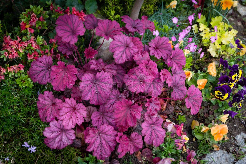 Heuchera dopo pioggia immagini stock Heuchera dopo pioggia immagini stock