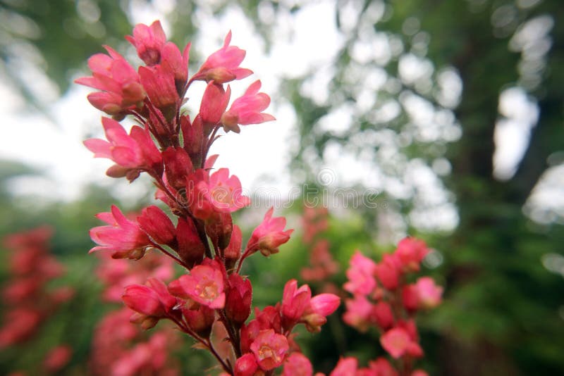 Heuchera kwiaty różowią lato makro- fotografię jako tło obraz royalty free Heuchera kwiaty różowią lato makro- fotografię jako tło obraz royalty free