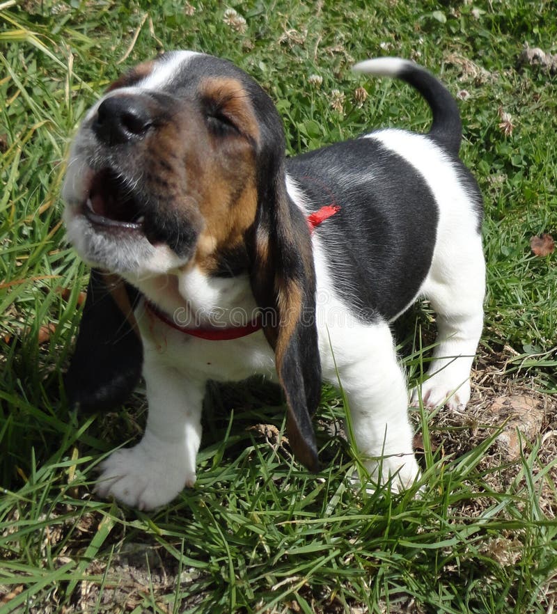Heulender Basset HoundHund Stockbild Bild von haustier, welpe 49522813