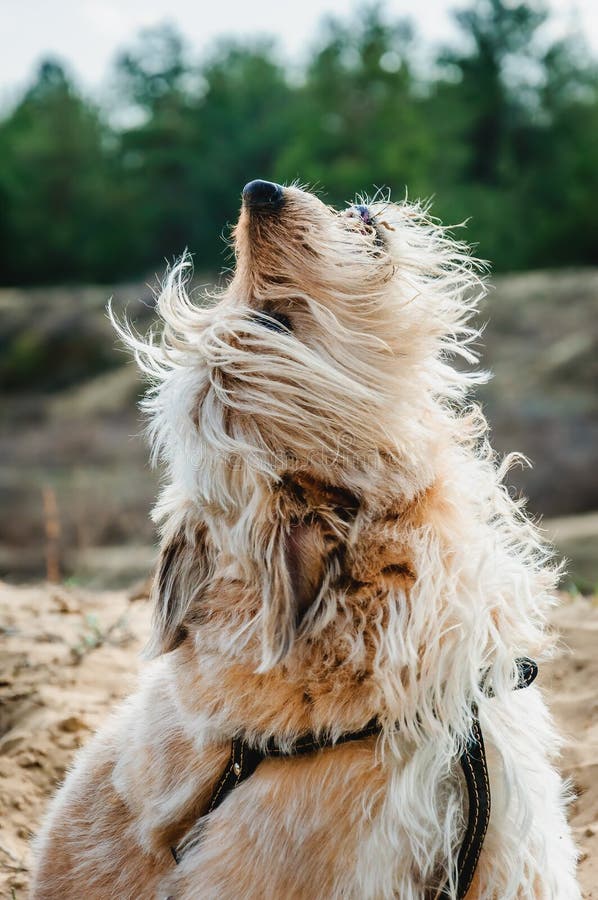 Heulender Hund StockFotos Laden Sie 80 RoyaltyFree Fotos herunter