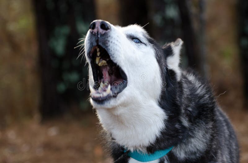 Heulender sibirischer Husky mit blauen Augen lizenzfreie stockfotos Heulender sibirischer Husky mit blauen Augen lizenzfreie stockfotos
