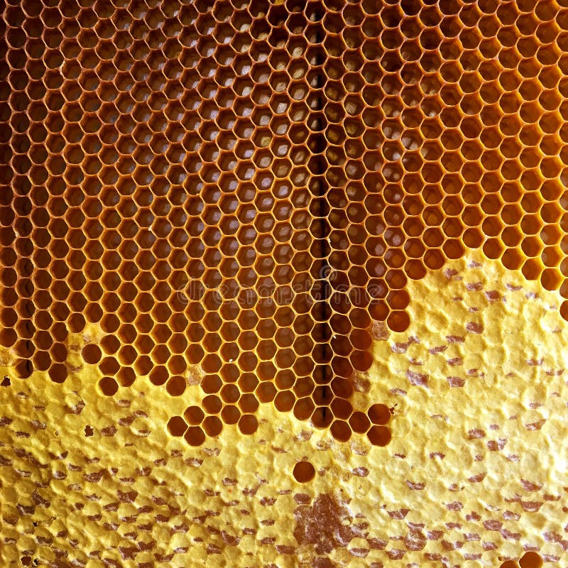 Hexagon Structure is Honeycomb from Bee Hive Filled with Golden Honey ...