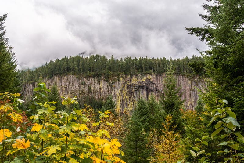 Hexagonal Basalt Columns in a Forest Near Mount Rainier National Park