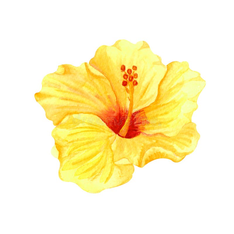 Watercolor yellow hibiscus, tropical flower. Hand drawn big sunny flower isolater on white background. Watercolor yellow hibiscus, tropical flower. Hand drawn big sunny flower isolater on white background