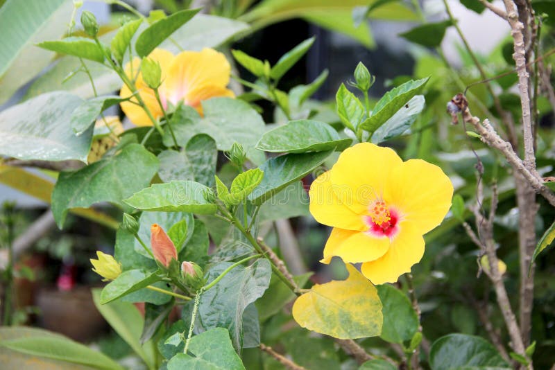 Hibisco hawaiano imagen de archivo. Imagen de flor, hawai - 120886791