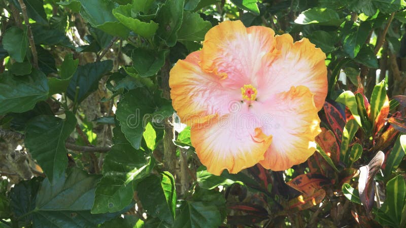 Hibisco tropical amarelo e rosa num arbusto no jardim