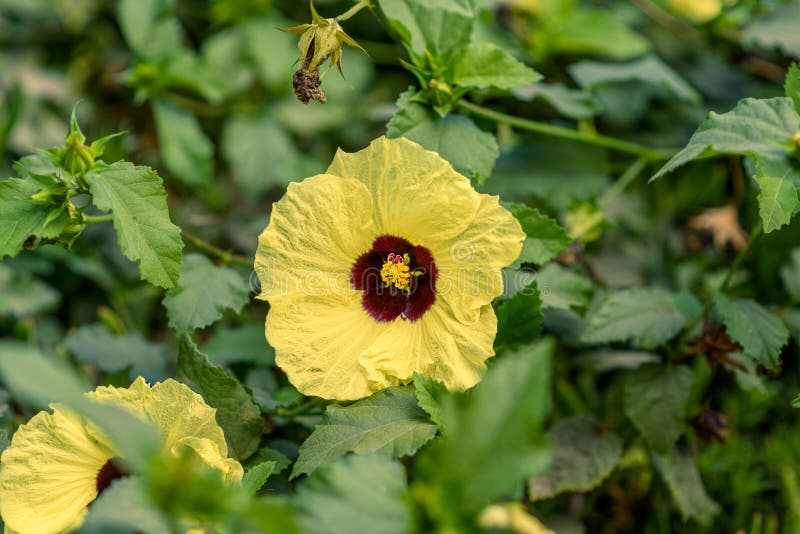 Hibiscus calyphyllus
