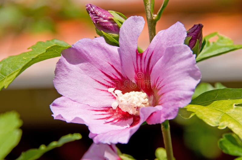 Hibiscus