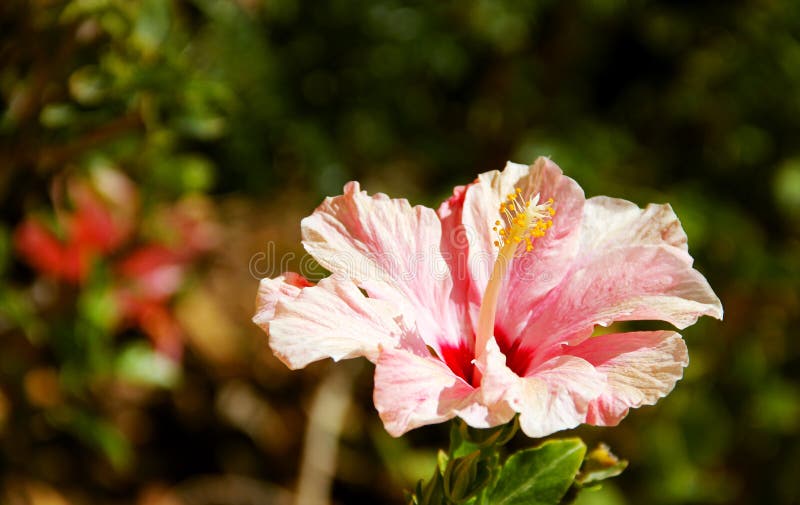 Hibiscus stock afbeeldingen