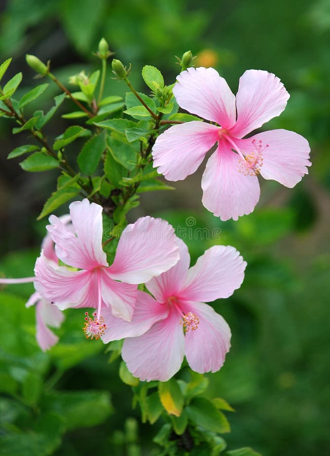 Tropical pink hibiscus background - nature