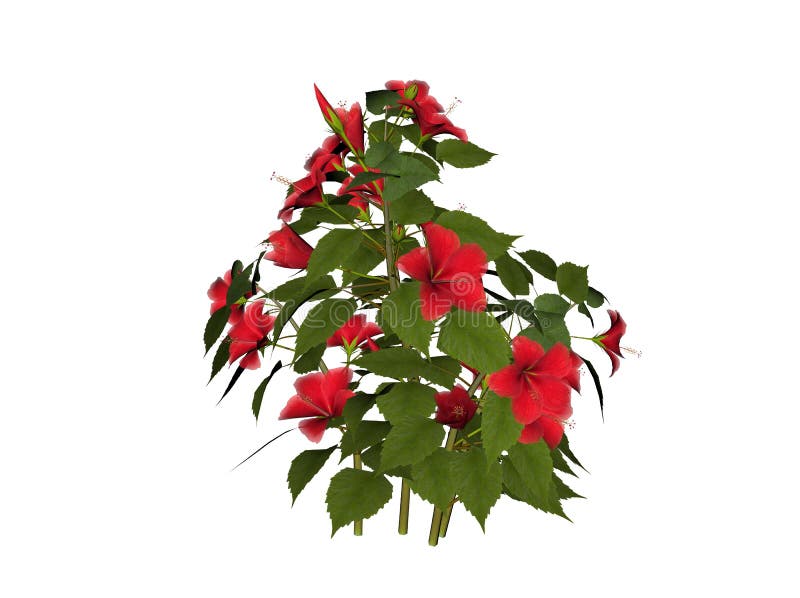 Hibiscus stock abbildung Hibiscus stock abbildung