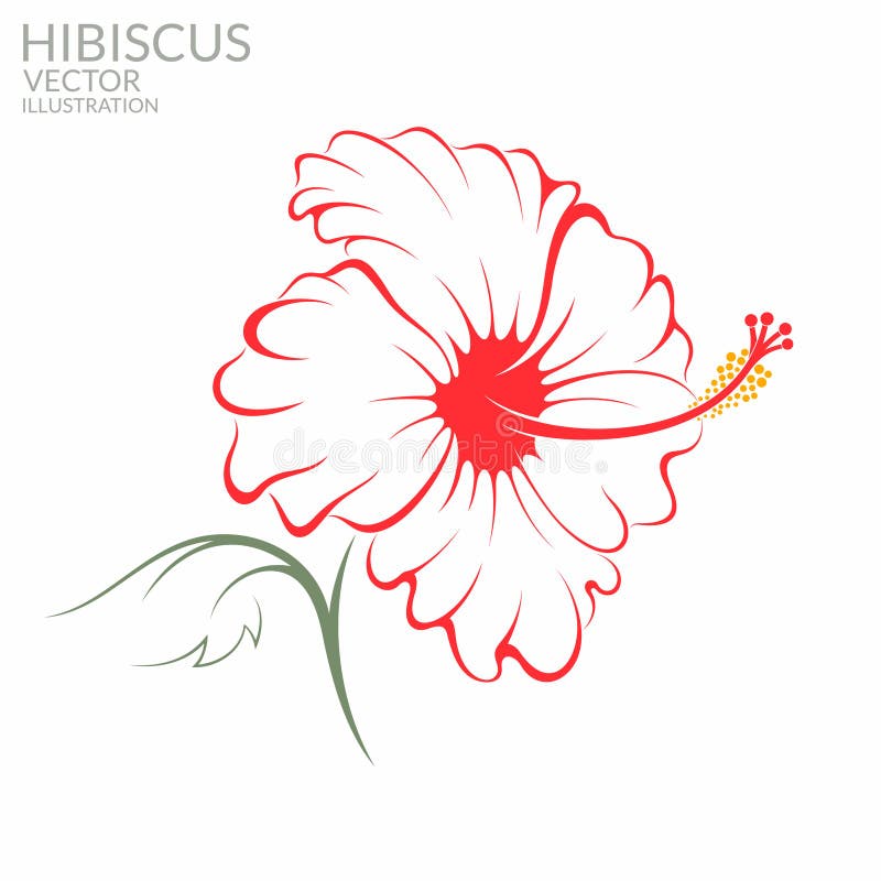  hibiscus ilustração do vetor