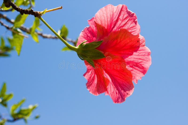 Hibiscus stock photo. Image of plant, summer, climate 7283664