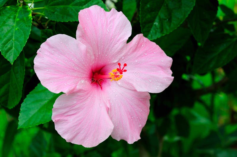 Hibiscus royalty-vrije stock foto Hibiscus royalty-vrije stock foto