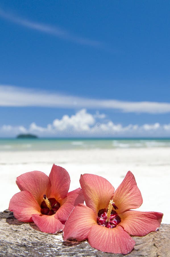 Flores hibisco contra el mar.