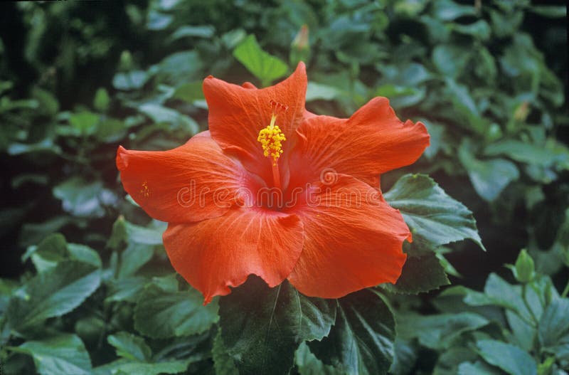 Hibiscus Fl Stock Photos Free & RoyaltyFree Stock Photos from Dreamstime