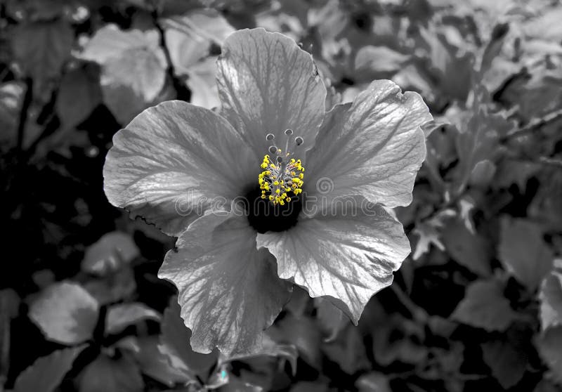 Hibiscus bloom selective color