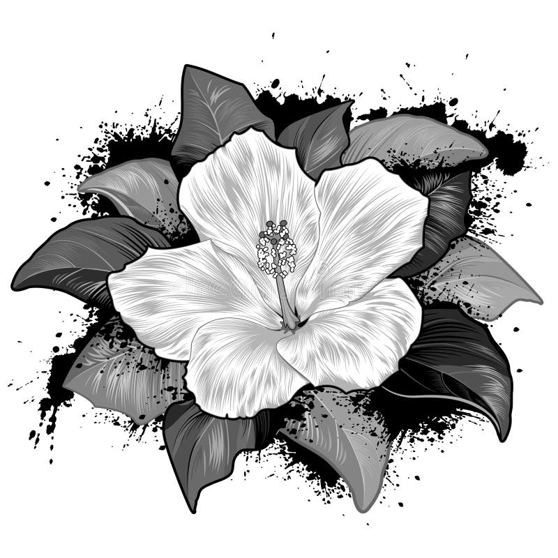 Hibiscus-Blumen-Zeichnung auf weißem Hintergrund stock abbildung Hibiscus-Blumen-Zeichnung auf weißem Hintergrund stock abbildung