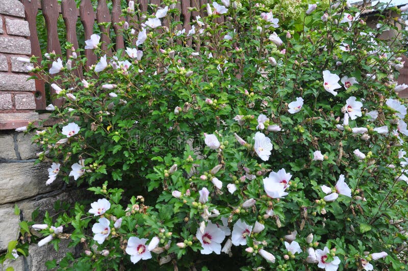 Hibiscus Bush Blooms in Nature Stock Photo Image of rest, cosmos
