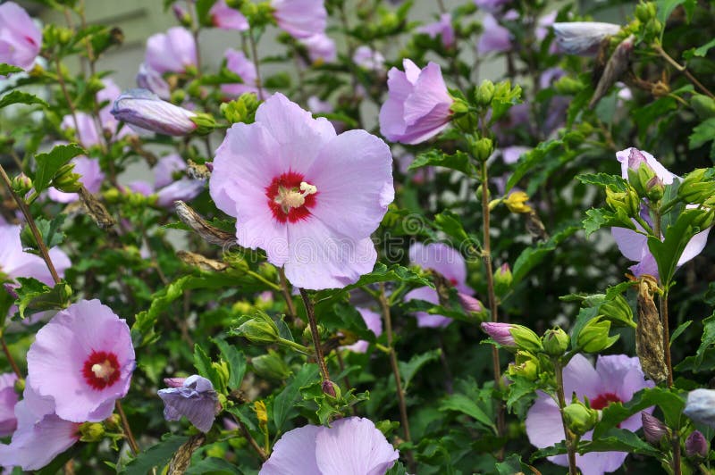 Hibiscus Bush Blooms in Nature Stock Image Image of eternity, holiday