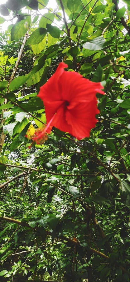 37 of the Best Hibiscus Varieties | Gardener's Path