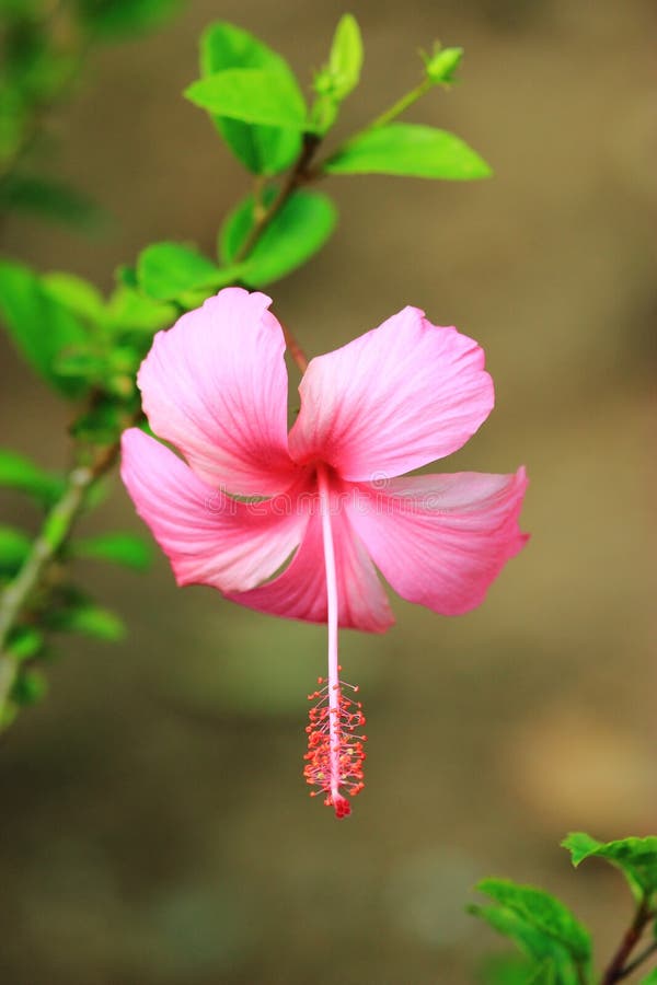 Hibiscus Or Chinese Rose Or Hibiscus Rosa Sinensis Flower Stock Image