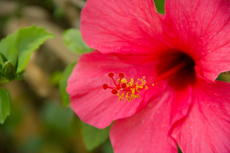 Red hibiscus close up stock image. Image of floral, flower 45650739