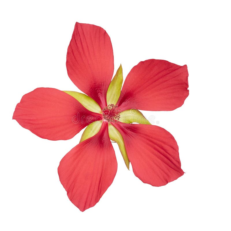 Hibiscus coccineus or scarlet rosemallow, huge, exuberant red flower isolated on white. Aka Texas star, brilliant or