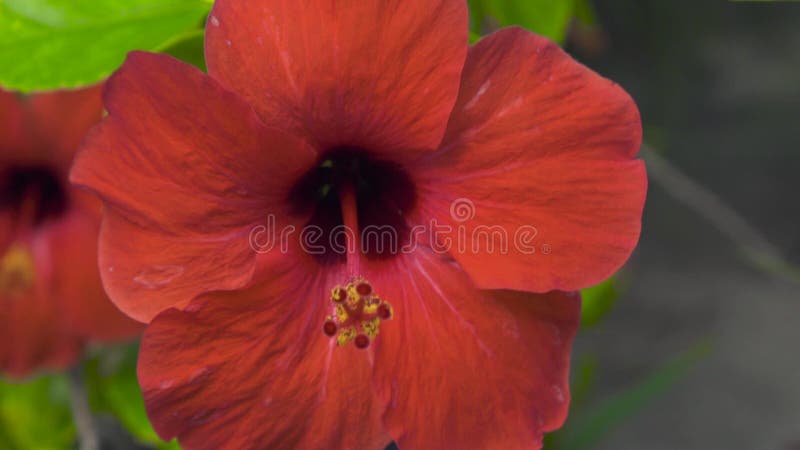 Hibiscus floweing vermelho no jardim do verão Fim acima da flor vermelha de florescência do hibiscus Flores e plantas tropicais n