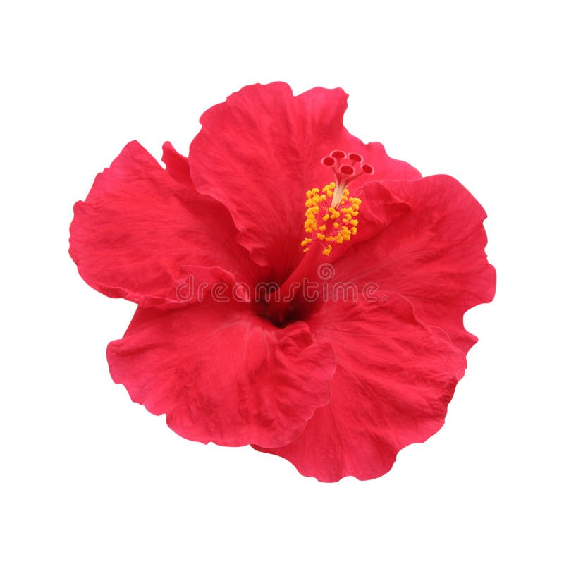 Hibiscus flower stock photo. Image of clipping, still - 12171550