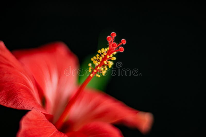 Hibiscus Flower on a Black Background Stock Photo Image of decorative
