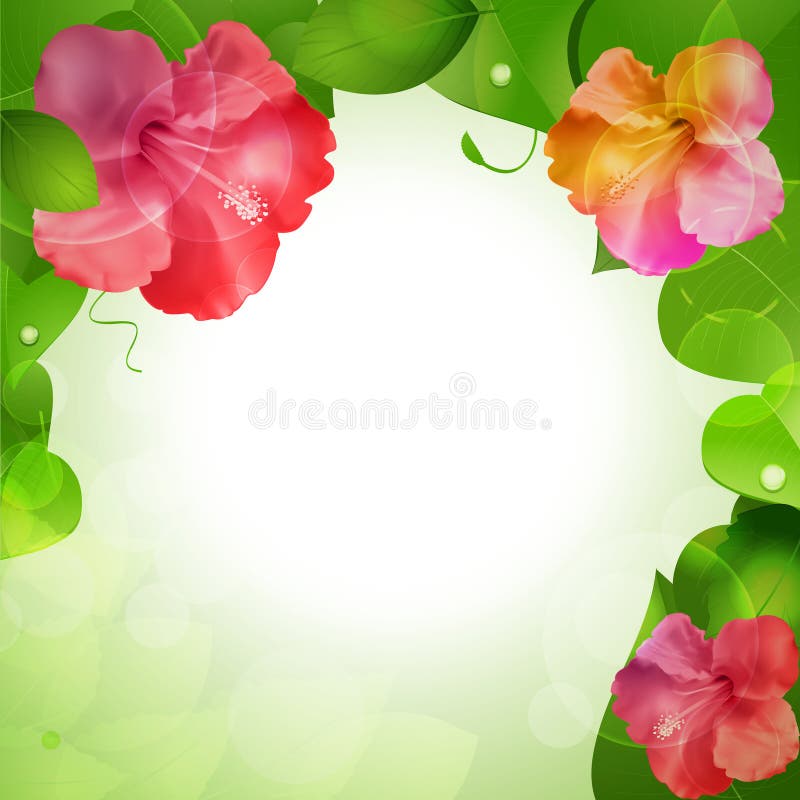 Hibiscus flower border background