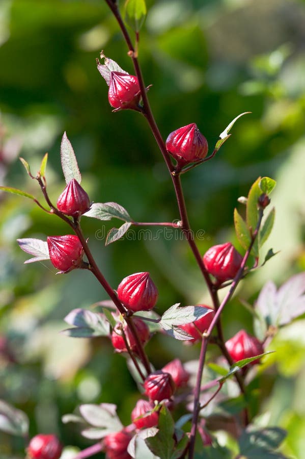 Hibiscus Flower Buds stock image. Image of flower, botanical 12847671