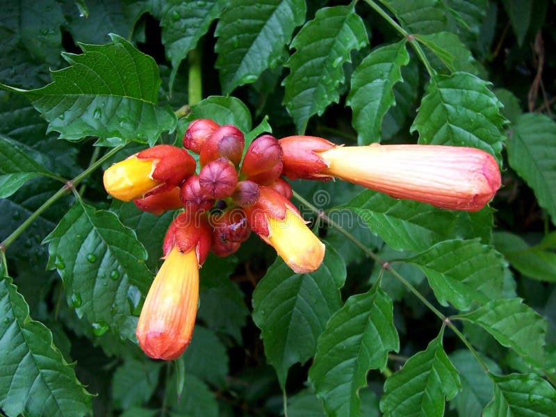 Hibiscus Flower Buds on Plant Stock Image Image of rose, blooming 619425