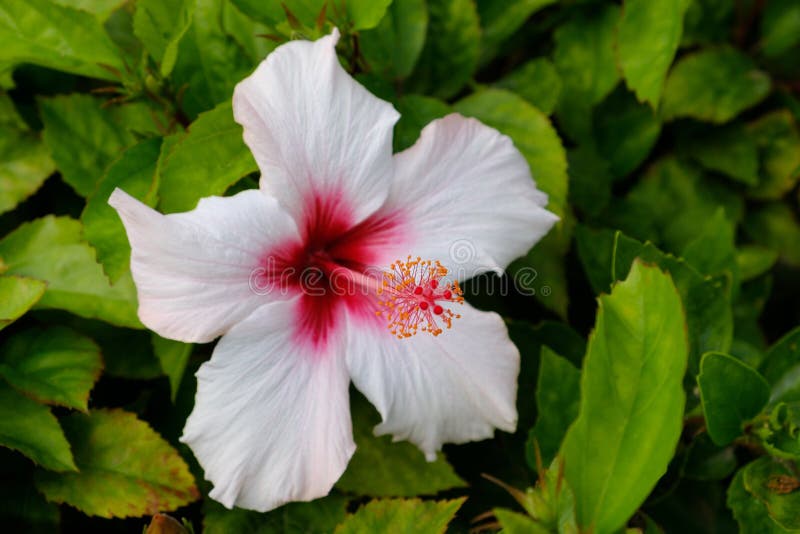 Hibiscus flower closeup , blooming white hibiscus