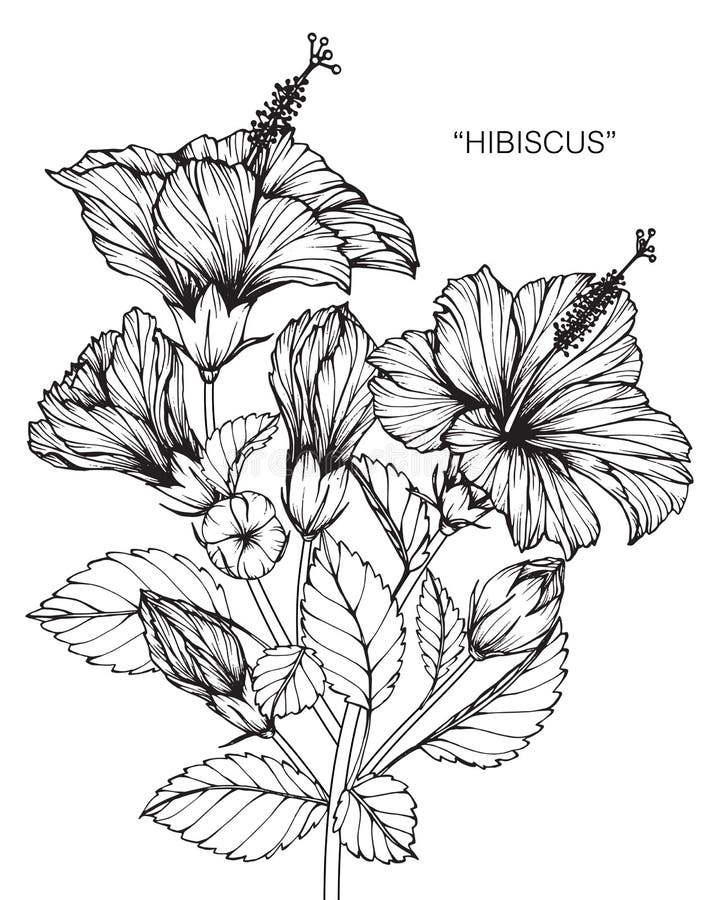 Hibiscus Flower Drawing and Sketch. Stock Vector - Illustration of