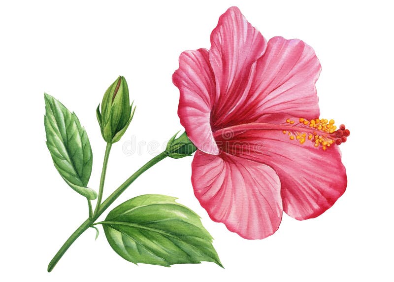 How To Draw A Hibiscus Flower - Step by step Drawing tutorials-saigonsouth.com.vn