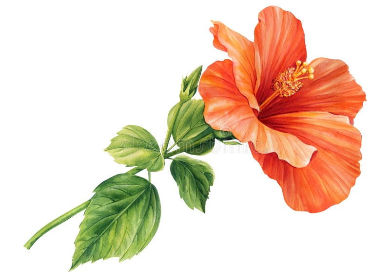 Hibiscus Flower on an Isolated White Background, Watercolor Botanical ...