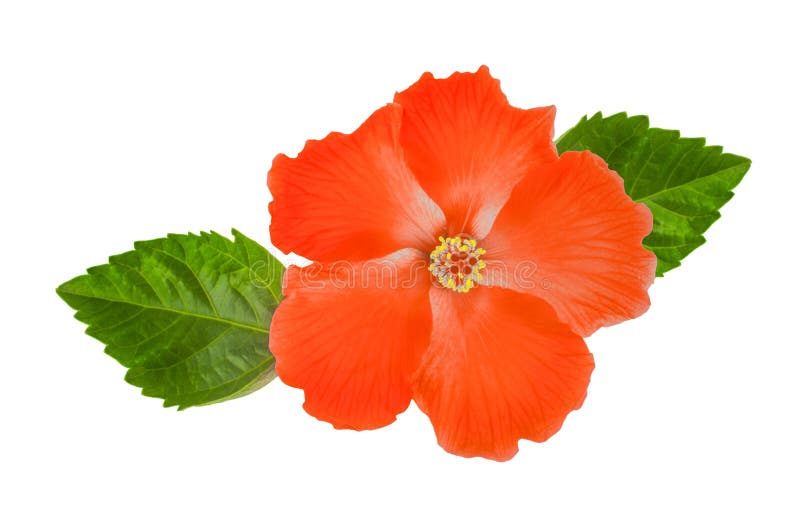 Hibiscus Flower with Leaf Isolated on White Background Stock Image - Image  of leaf, green: 194376689