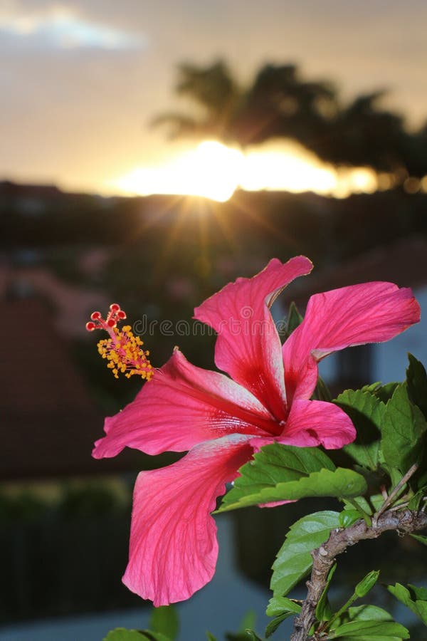 Hibiscus Flower of New Caledonia