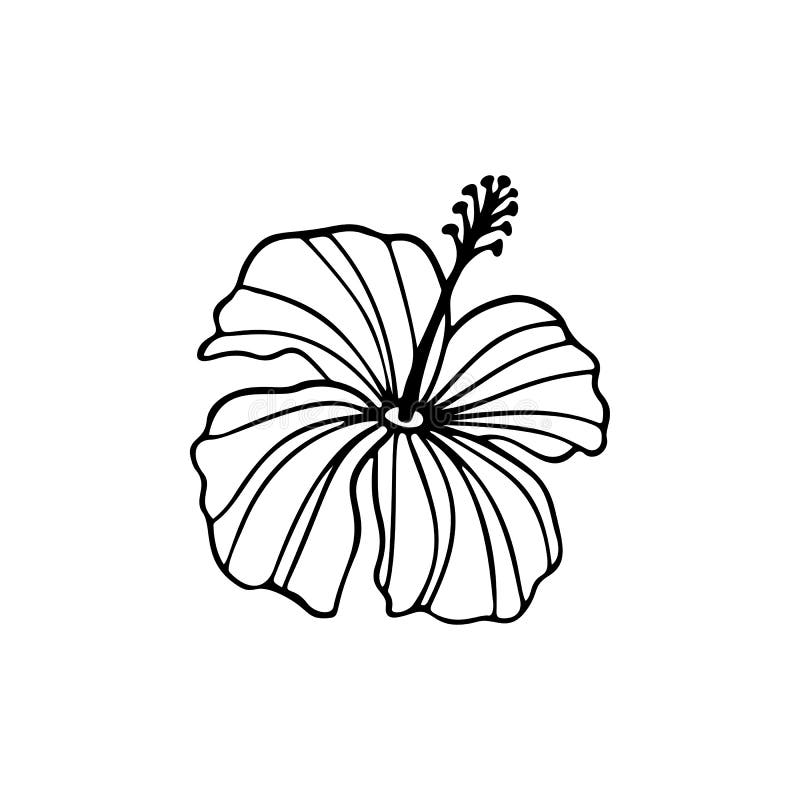 Hibiscus flower outline. Hibiscus line art vector illustration isolated on white background. Tropical flower silhouette icon