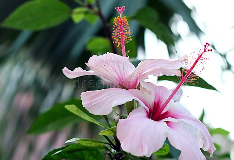 Hibiscus flower and pistil stock photography Hibiscus flower and pistil stock photography