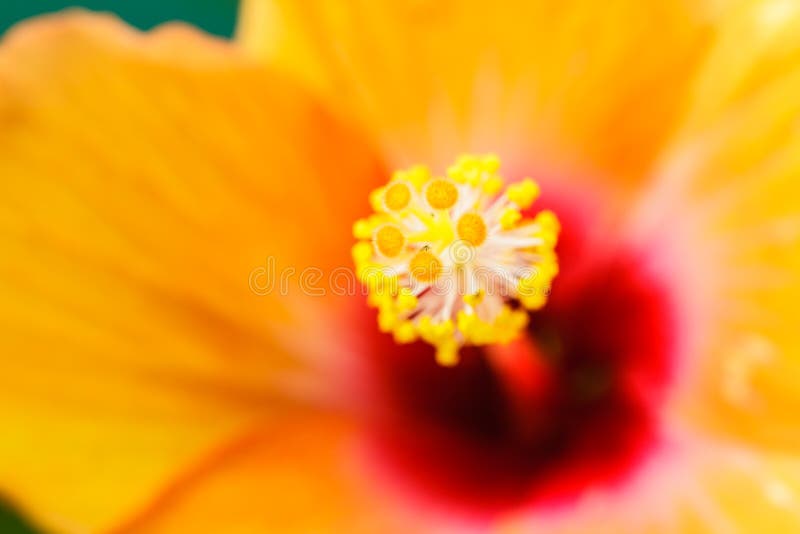 Pollen Red Hibiscus Flower Macro Shot. Stock Photo Image of fresh